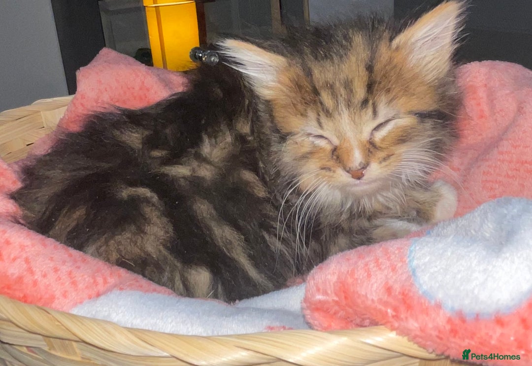 Siberian cats for sale: Kittens for sale bradford - Advert 7