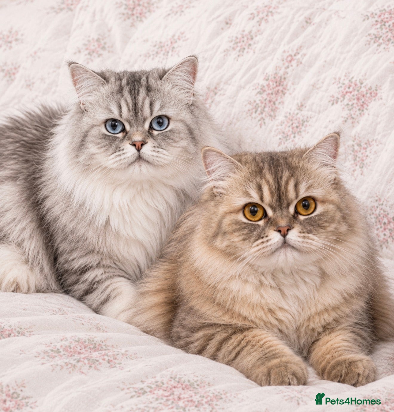 Persian cats Persian  - Advert 1