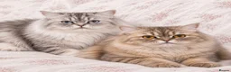 Persian cats for sale: Persian  - Advert 4