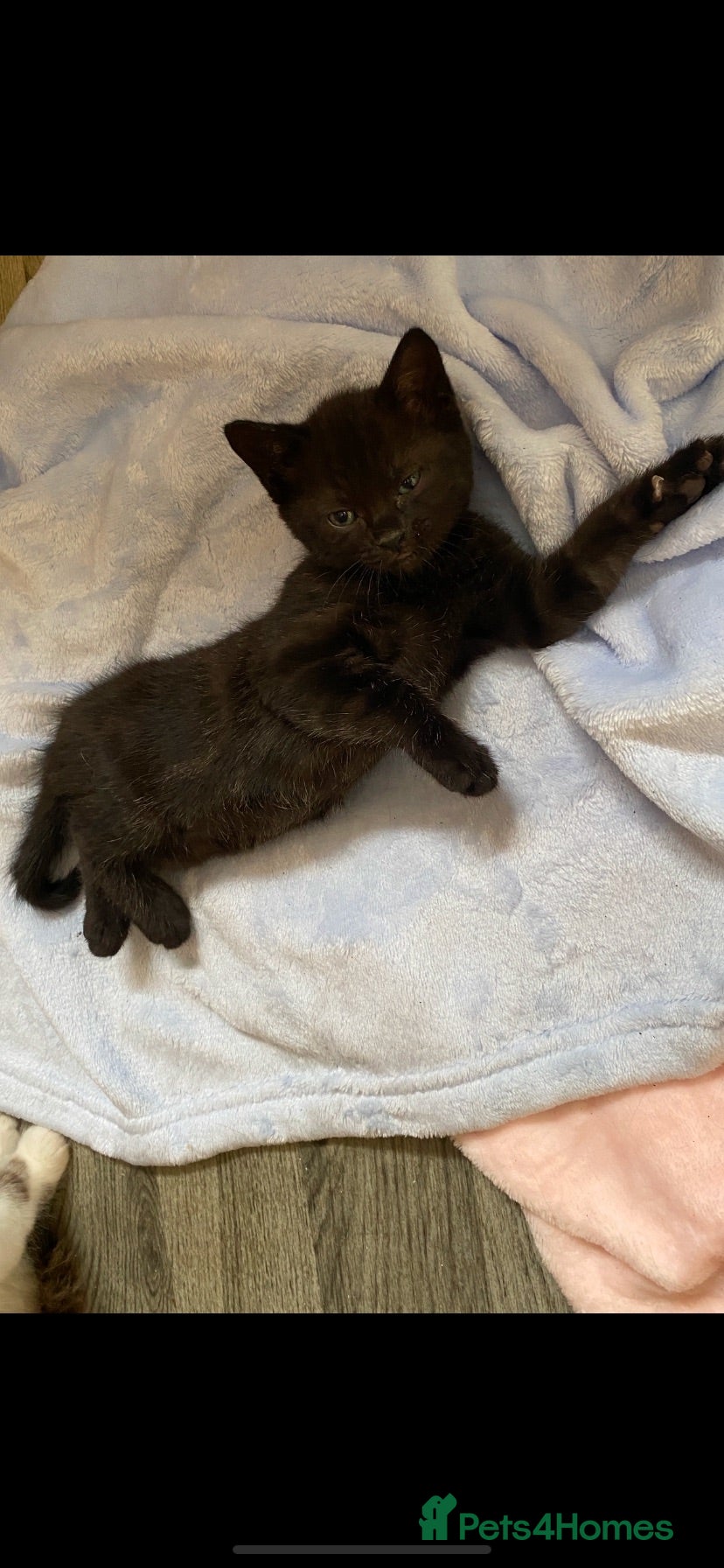 Domestic Shorthair cats Loving family wanted for our gorgeous female kitty - Advert 1