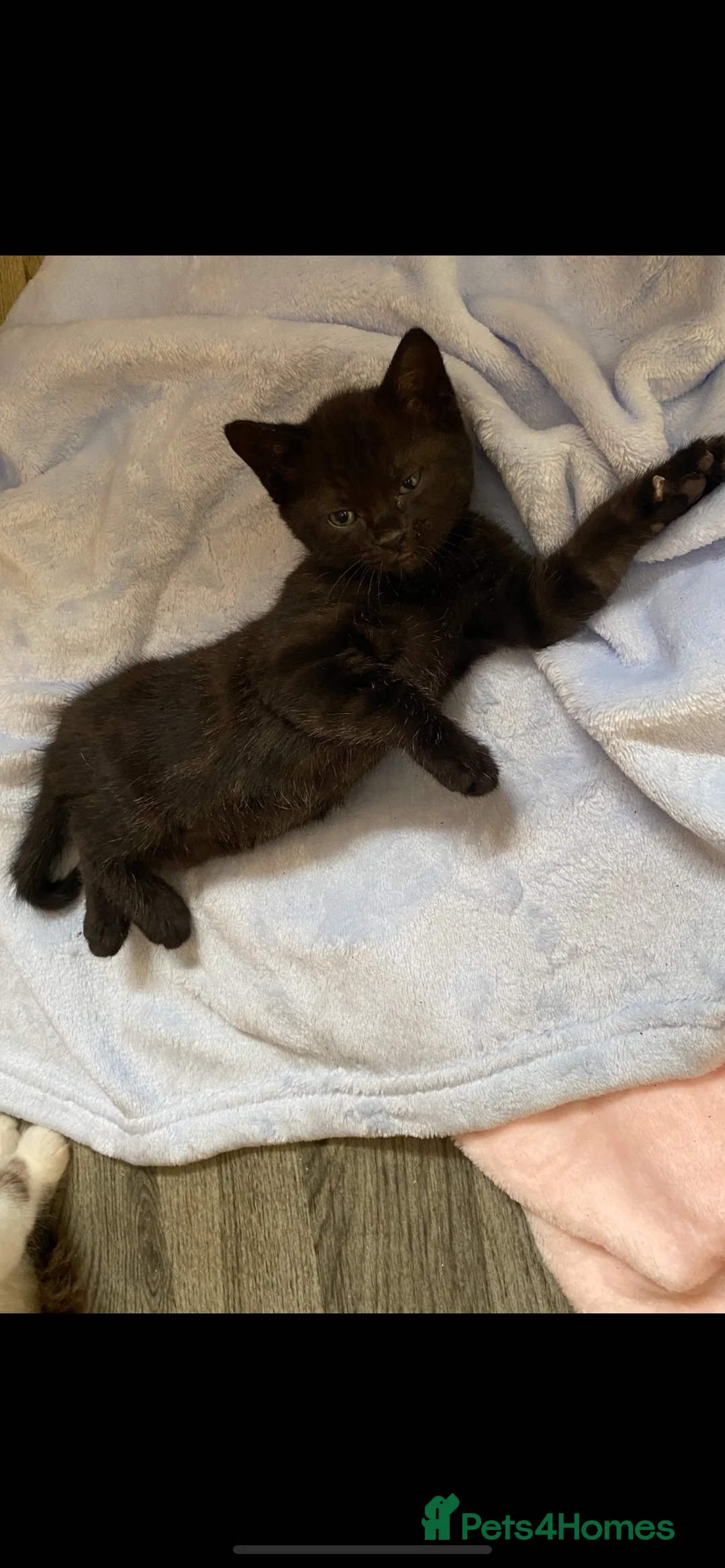 Domestic Shorthair cats for sale: Loving family wanted for our gorgeous female kitty - Advert 1