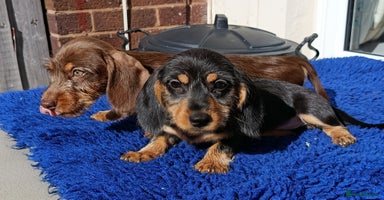Dachshund dogs - Advert 8