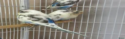 Budgerigars birds for sale: Lovebirds & Budgies  - Advert 3