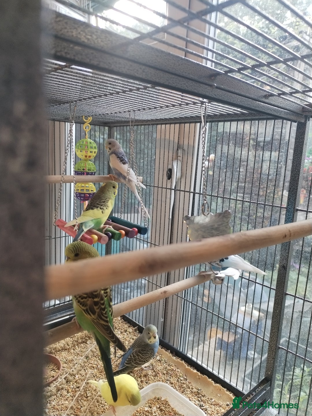 Budgerigars birds for sale: Beautiful baby budgies  - Image 8