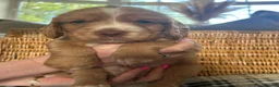 Cocker Spaniel dogs for sale: Beautiful Cocker Spaniel Boys For Sale in Rugeley - Advert 2