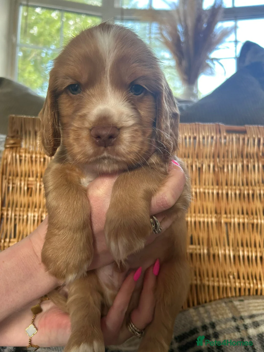 Cocker Spaniel dogs for sale: Beautiful Cocker Spaniel Boys For Sale in Rugeley - Advert 2
