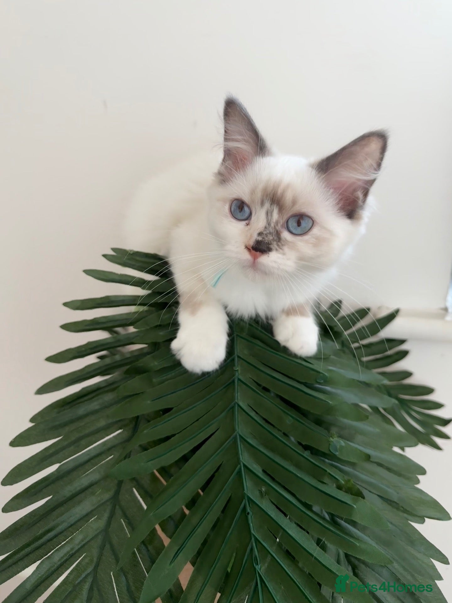 Ragdoll cats Ready now! ❤️ Vaccinated|Vet Checked|Chipped ✅ - Advert 11