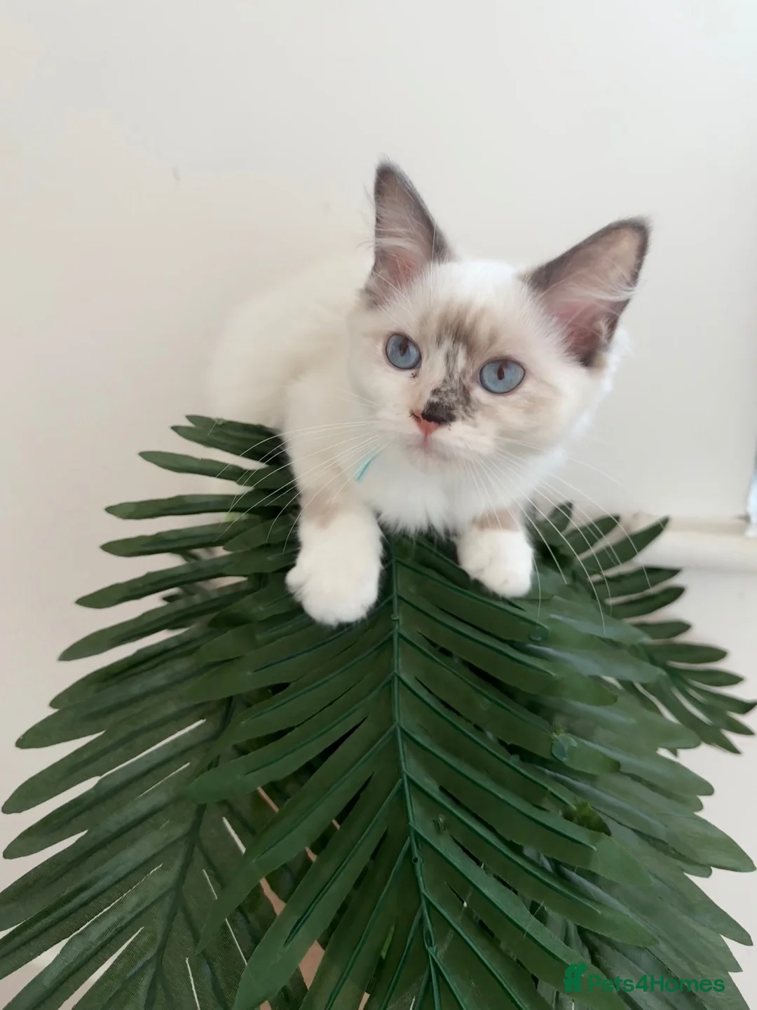 Ragdoll cats for sale: Ready now! ❤️ Vaccinated|Vet Checked|Chipped ✅ - Advert 1