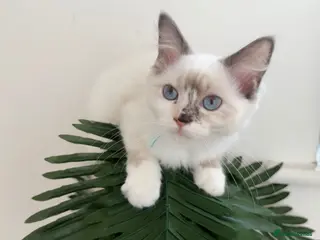 Ragdoll cats Ready now! ❤️ Vaccinated|Vet Checked|Chipped ✅ - Advert 11