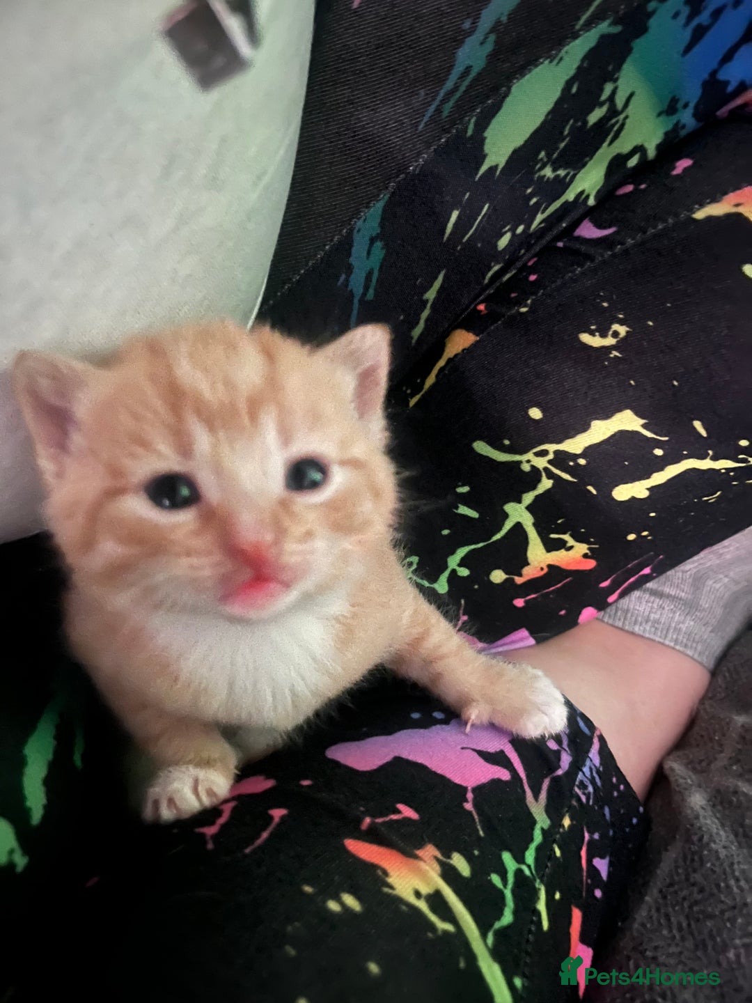 Domestic Shorthair cats for sale: 4 gorgeous kittens  - Image 22