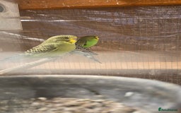 Budgerigars birds for sale: Budgies  - Image 29