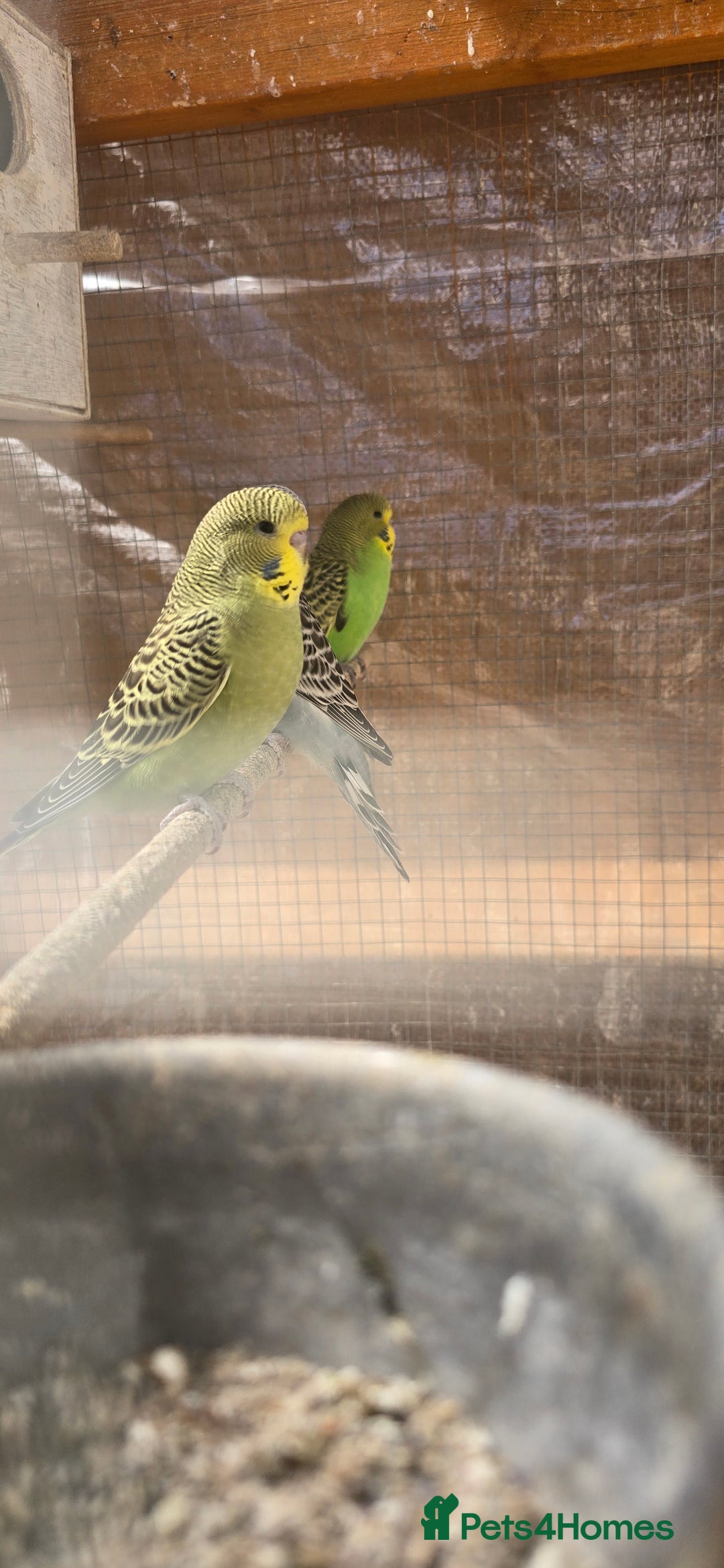 Budgerigars birds for sale: Budgies  - Image 29