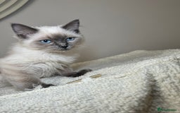 Ragdoll cats for sale: Beautiful bluepoint ragdoll  - Image 11