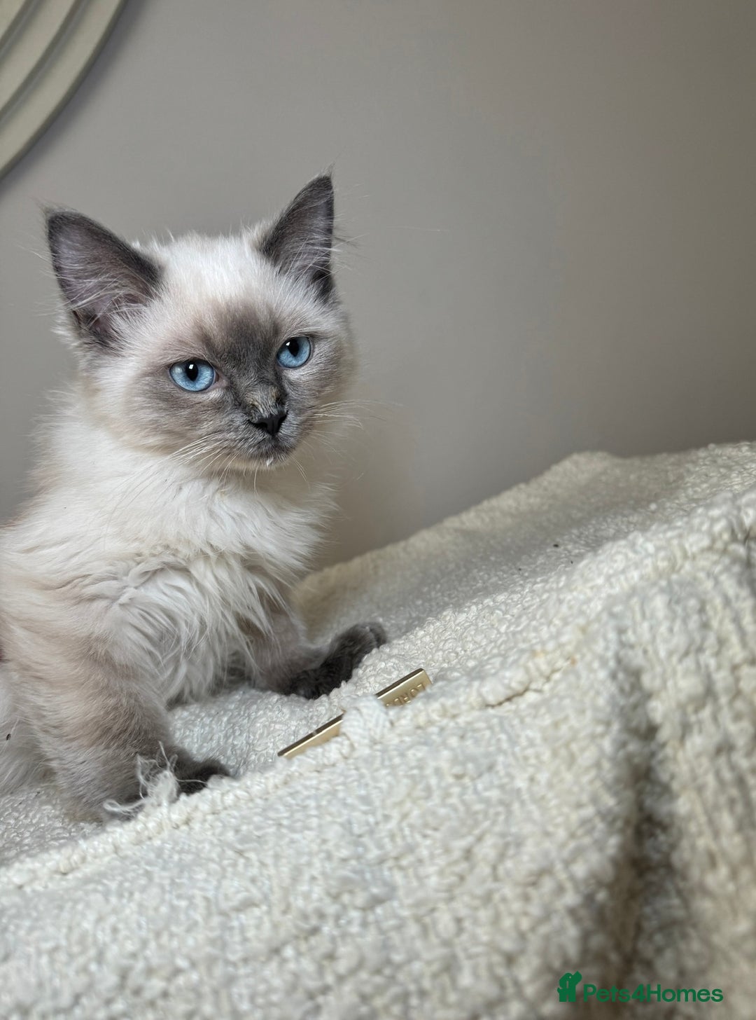 Ragdoll cats for sale: Beautiful bluepoint ragdoll  - Image 11