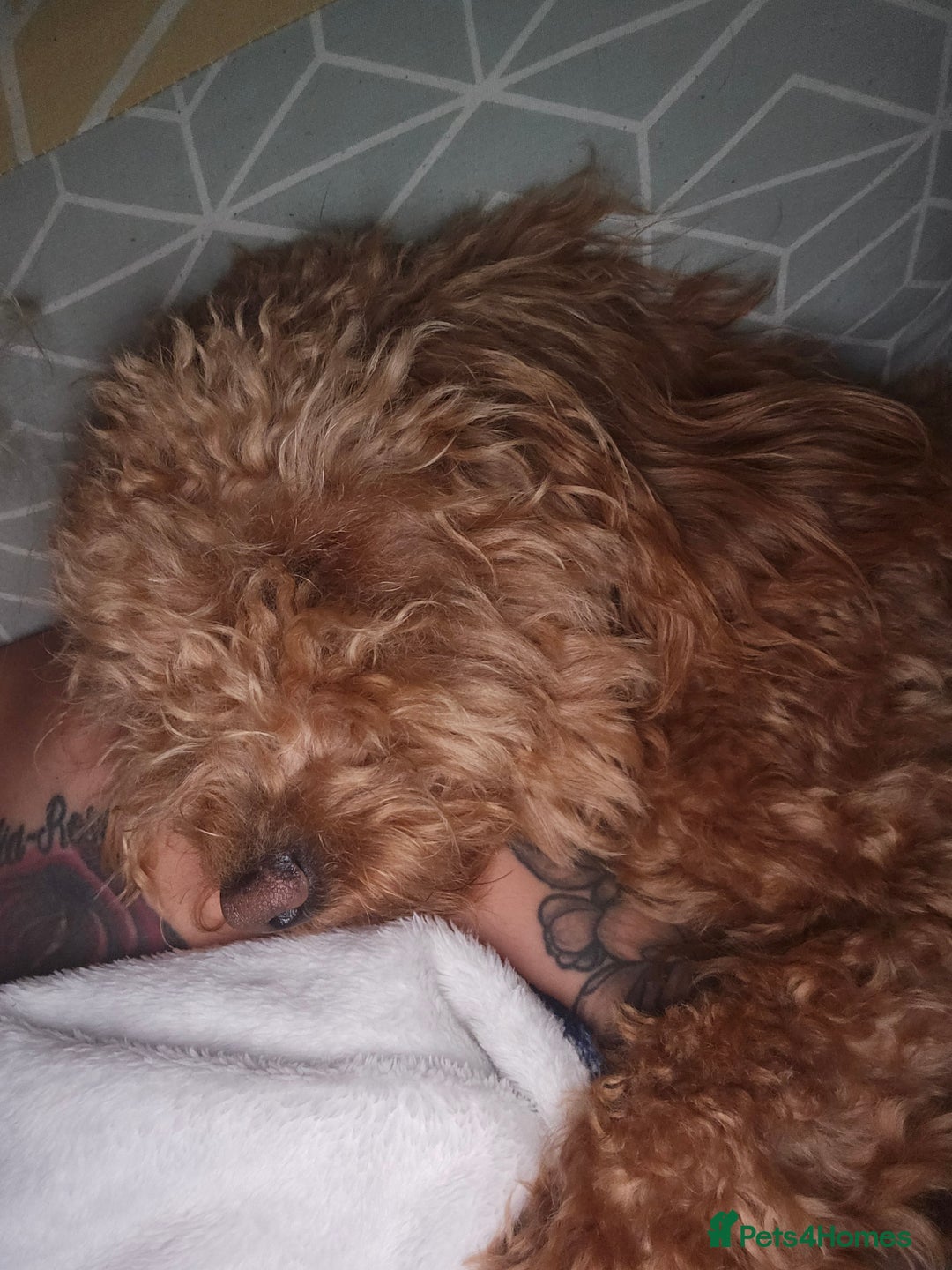 Cockapoo dogs for sale: Cockapoo - Advert 4