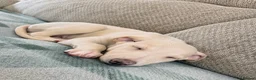 Whippet dogs for sale: Whippet  in Durham - Advert 3