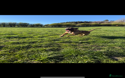 Mixed Breed dogs for sale: Urgent rehome- experienced handler  - Image 4