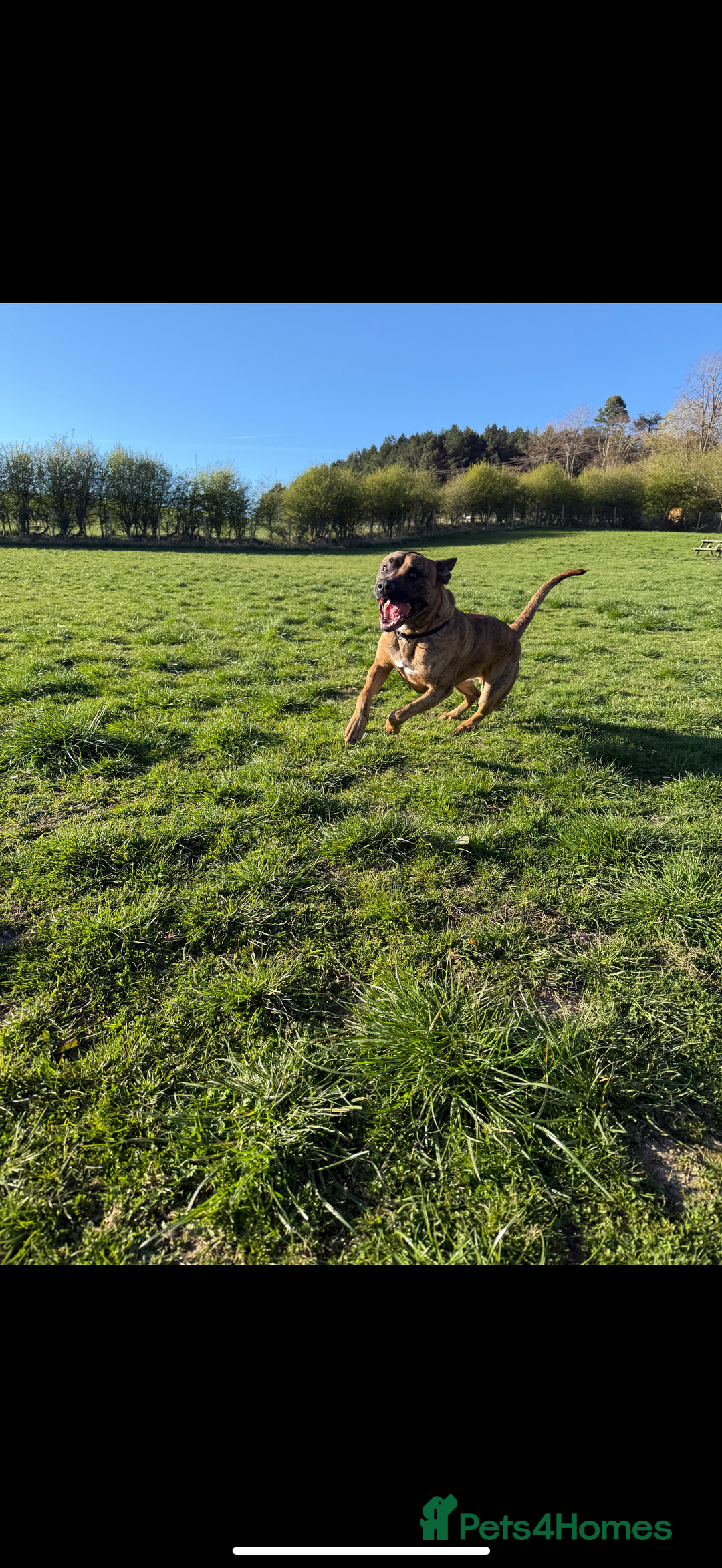 Mixed Breed dogs for sale: Urgent rehome- experienced handler  - Image 4
