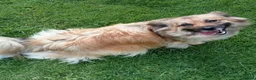 Mixed Breed dogs for sale: Exceptional Papillon × Mittel Spitz Puppies in Wisbech - Advert 15