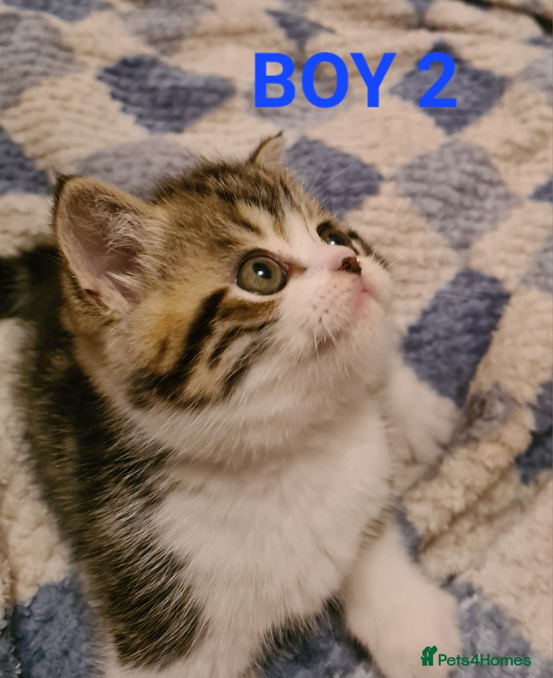 Persian cats for sale: Beautiful Persian X BSH Kittens  - Image 26