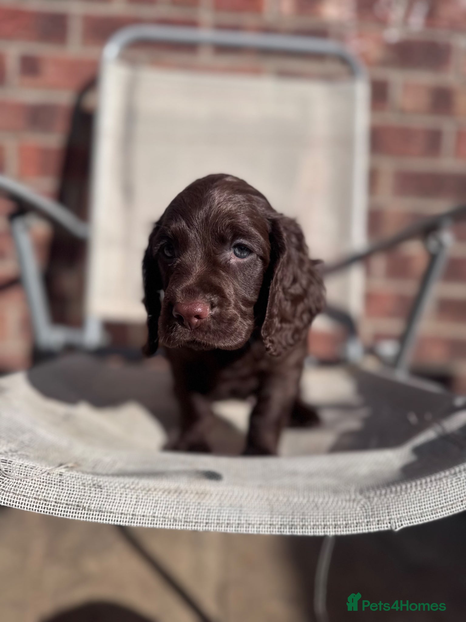 Cocker Spaniel dogs Kc working cocker spaniels  - Advert 3