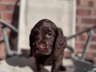 Cocker Spaniel dogs Kc working cocker spaniels - Advert 3