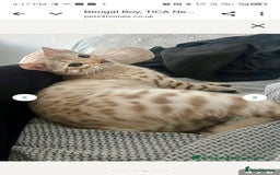 Bengal cats for sale: Bengal  - Image 5