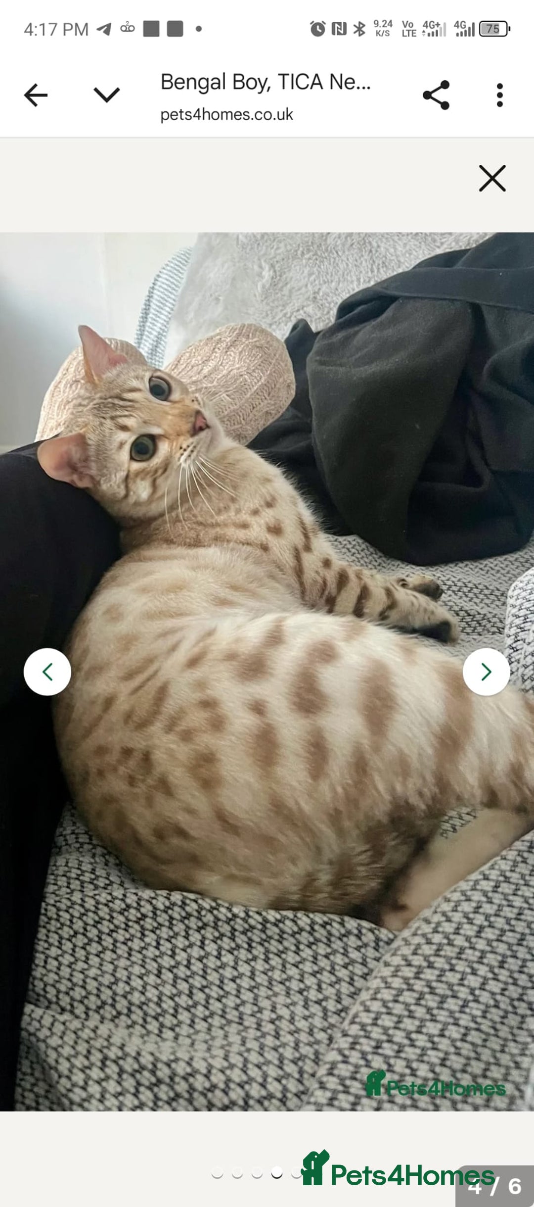 Bengal cats for sale: Bengal  - Image 5
