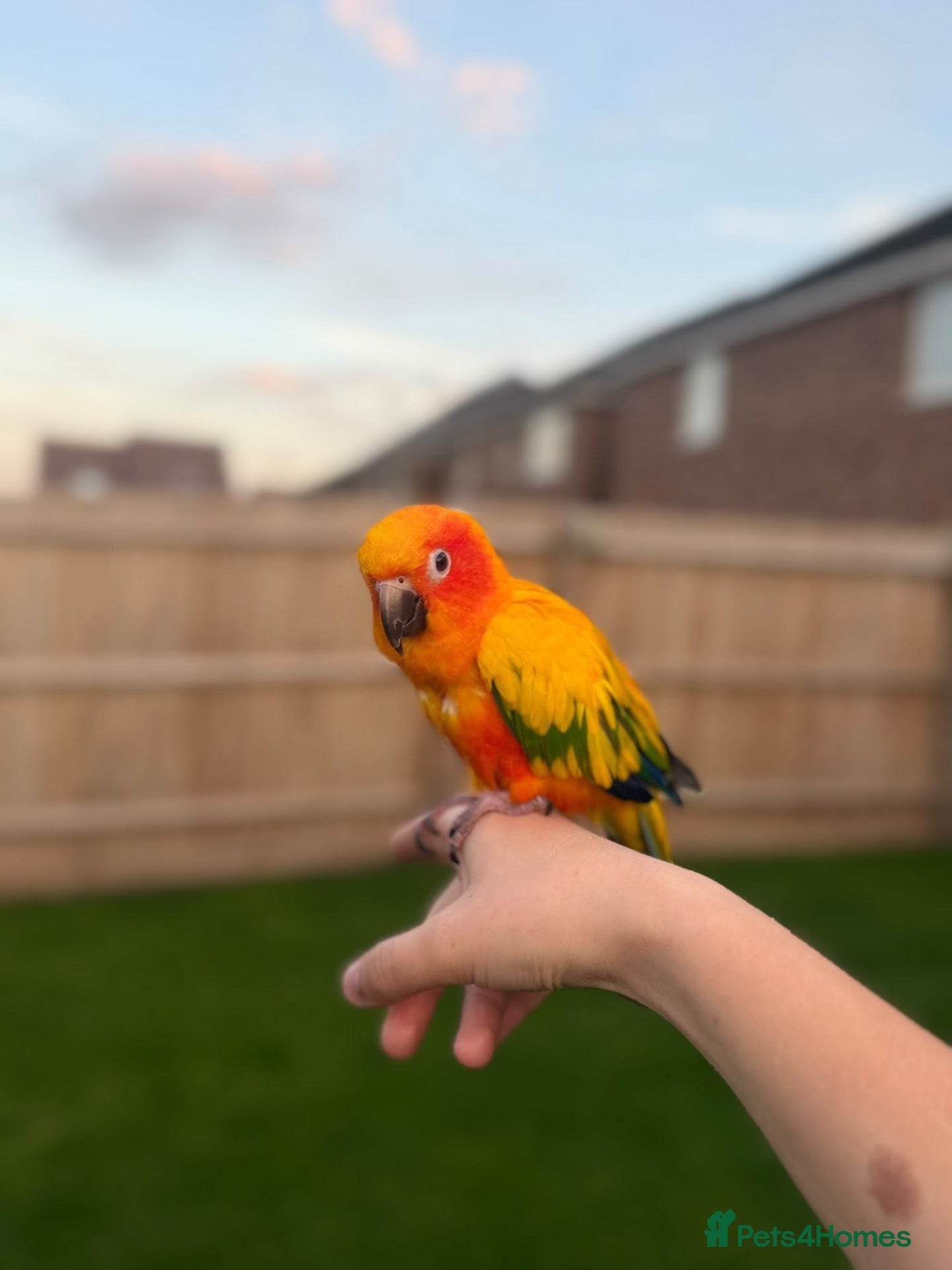 Conures birds Sun conure for sale (Male)  - Advert 7