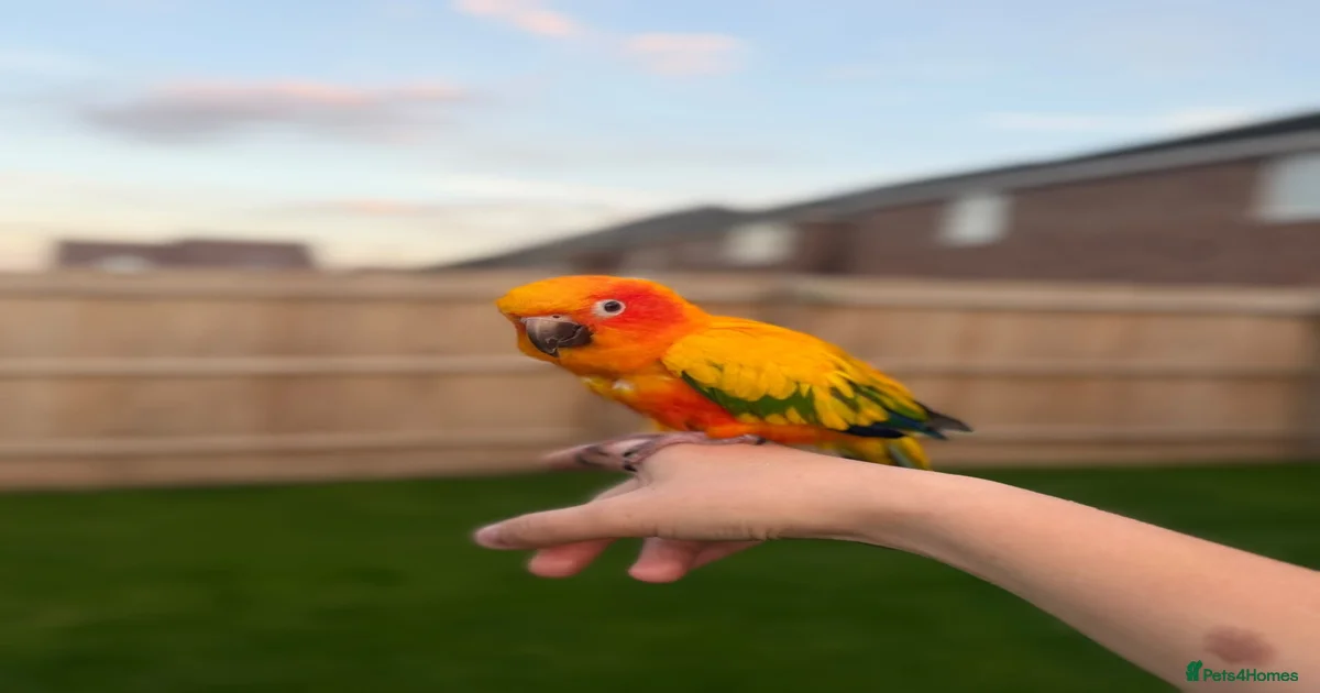 Cage Birds for sale | Pets4Homes