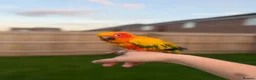 Conures birds for sale: Sun conure for sale (Male)  - Advert 1