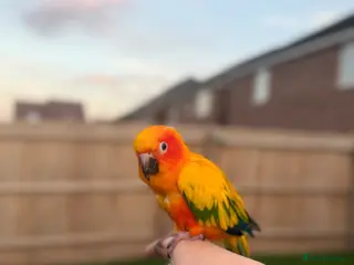 Conures birds Sun conure for sale (Male) - Advert 1