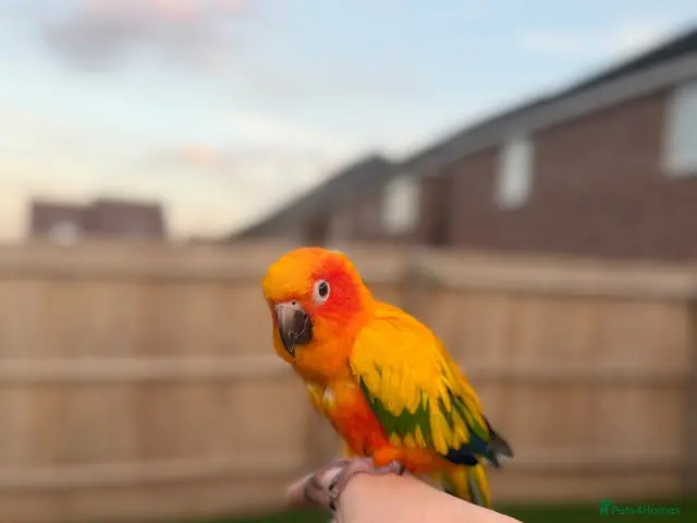 Conures birds Sun conure for sale (Male) - Advert 11