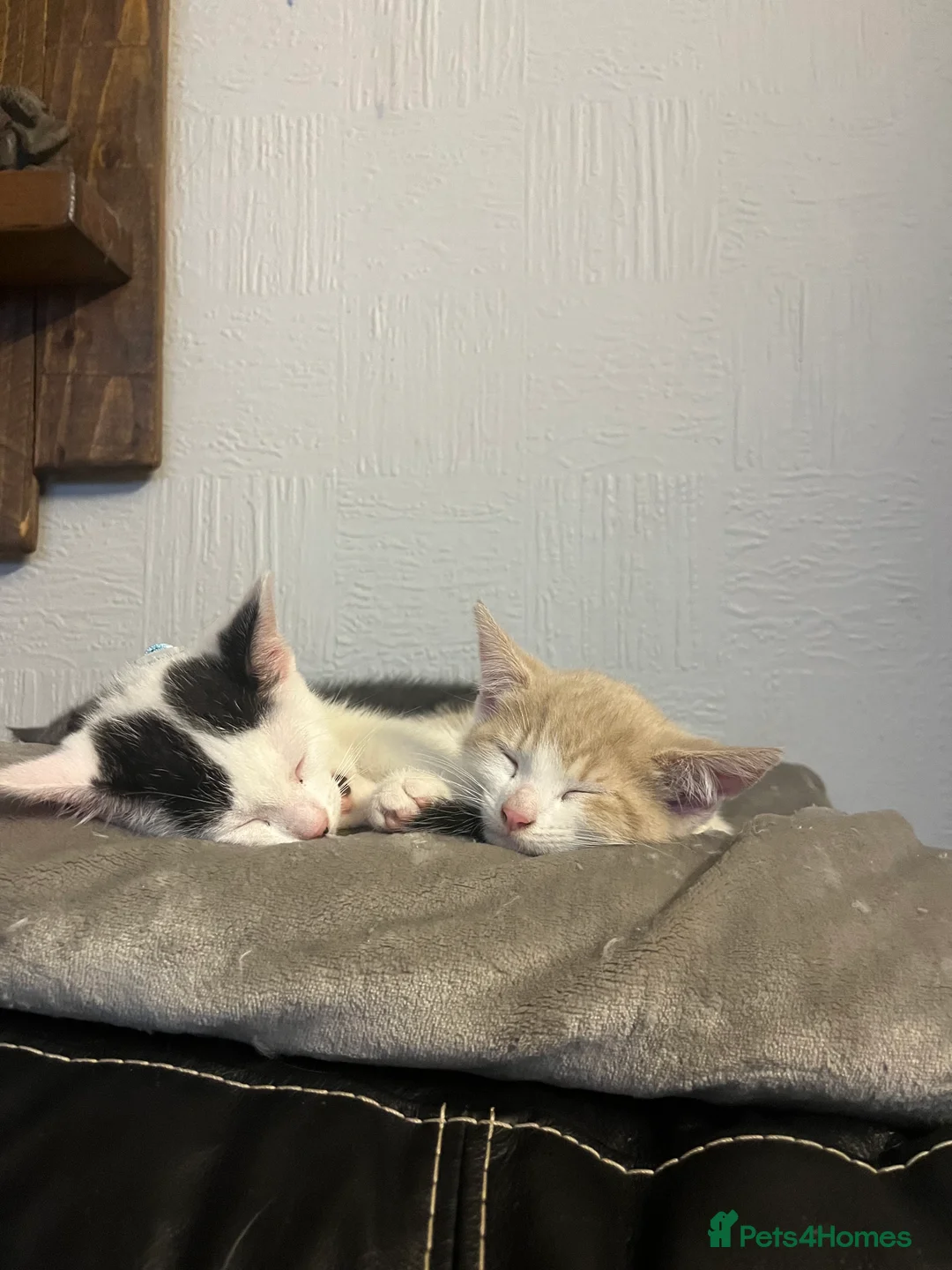 Mixed Breed cats for sale: 3 kittens for sale - Advert 9