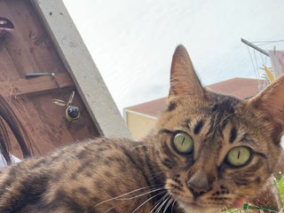 Bengal cats 3 beautiful, chunky, friendly Bengal X kittens - Advert 1