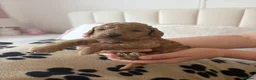 Toy Poodle dogs for sale: 🐾✨Exceptional Toy Poodle Puppies ✨🐾 - Advert 2