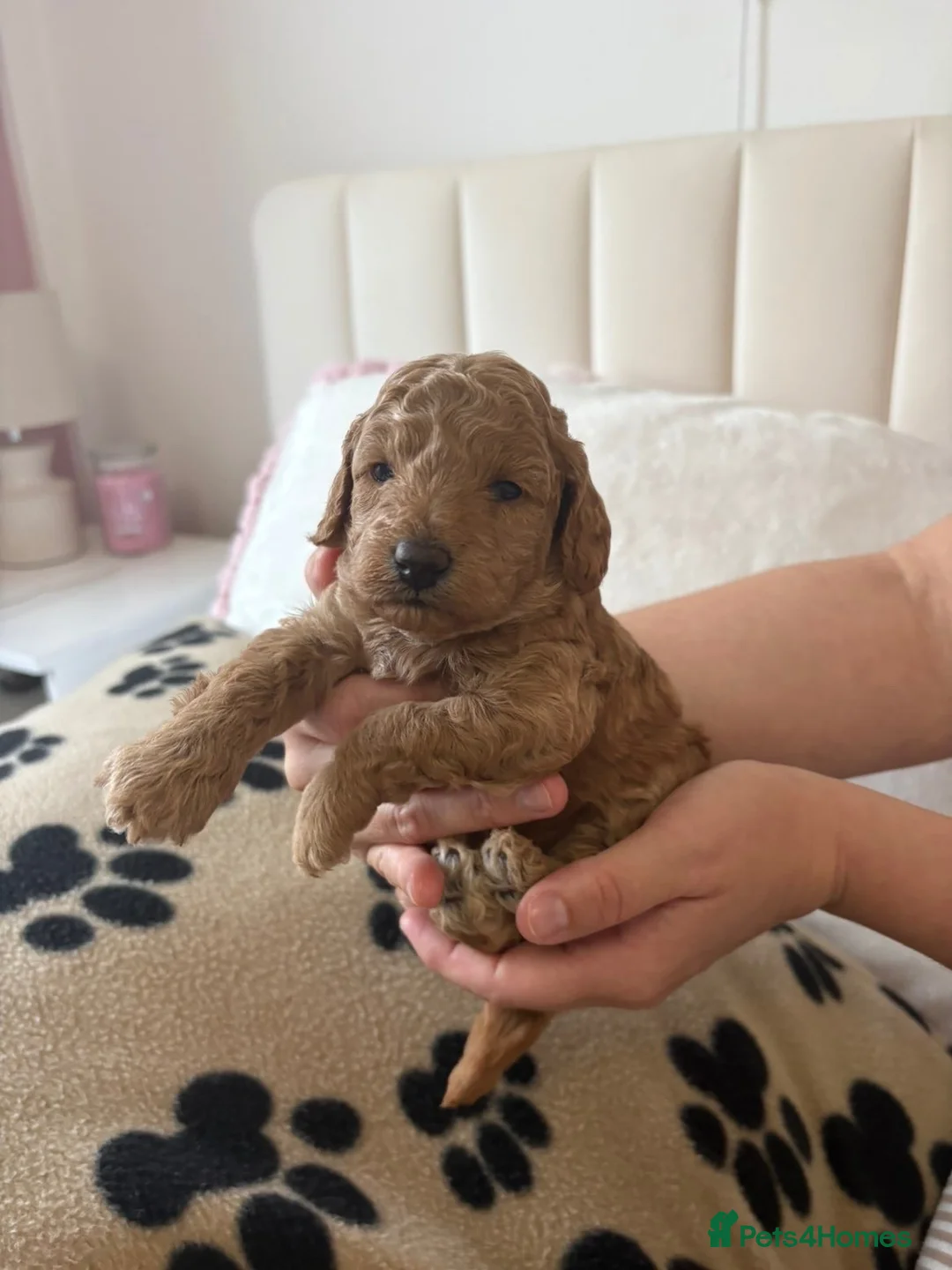 Toy Poodle dogs for sale: 🐾✨Exceptional Toy Poodle Puppies ✨🐾 - Advert 2