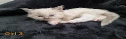 Ragdoll cats for sale: 4 Beautiful Ragdoll Kittens 🐯🌷🐯🪻🐯 - Advert 3