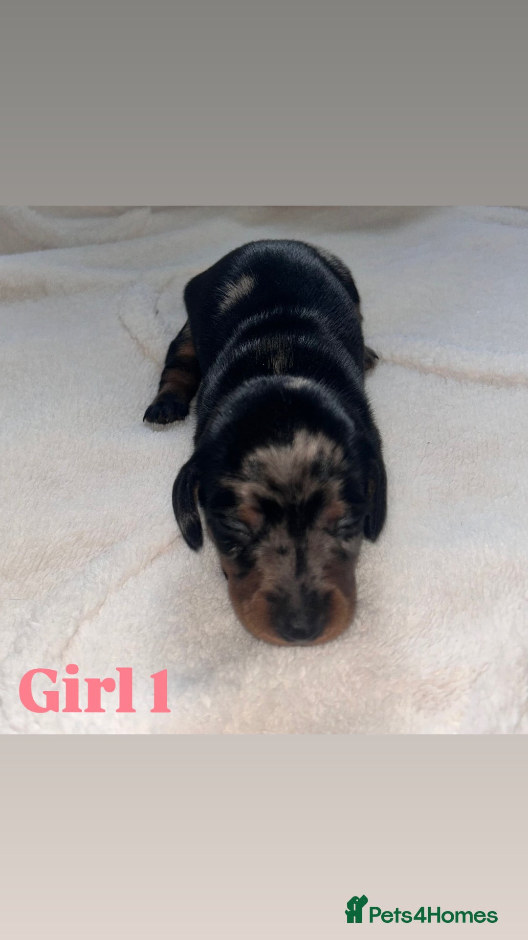 Dachshund dogs for sale: 🐾 Purebred Dachshund Puppies for Sale! 🐾 - Advert 14