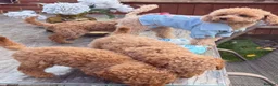 Toy Poodle dogs for sale: Gorgeous Toy Poodle puppies  - Advert 8