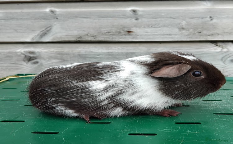 Guinea Pig rodents - Advert 16