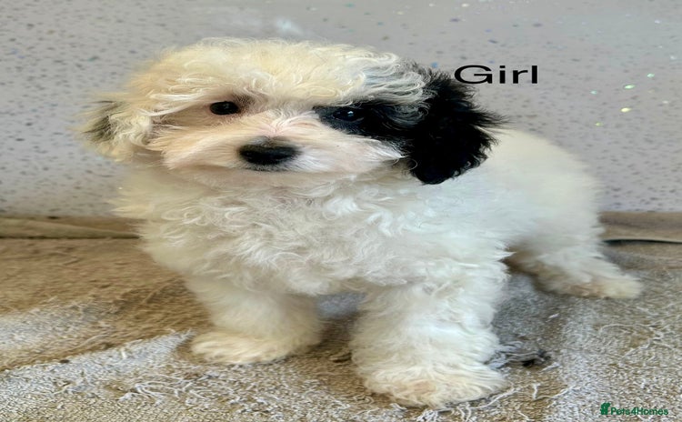 Toy Poodle dogs - Advert 2