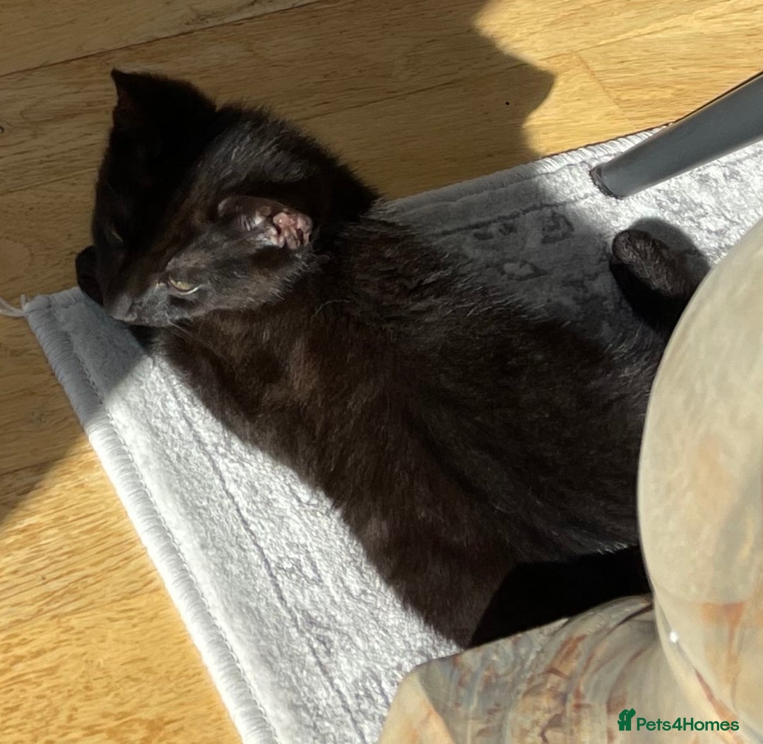 Mixed Breed cats for sale: FREE kitten  - Image 5