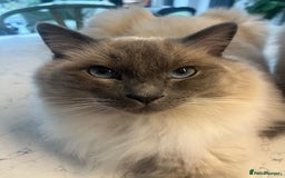 Ragdoll cats for sale: Beautiful Ragdoll brothers need a new home! - Image 2