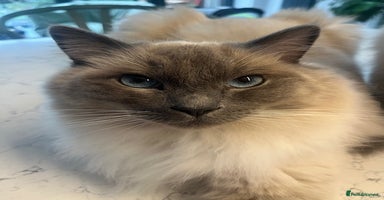 Ragdoll cats - Advert 9