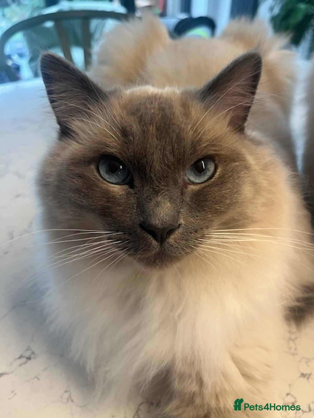 Ragdoll cats for sale: Beautiful Ragdoll brothers need a new home! - Image 2