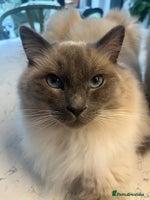 Ragdoll cats - Advert 13