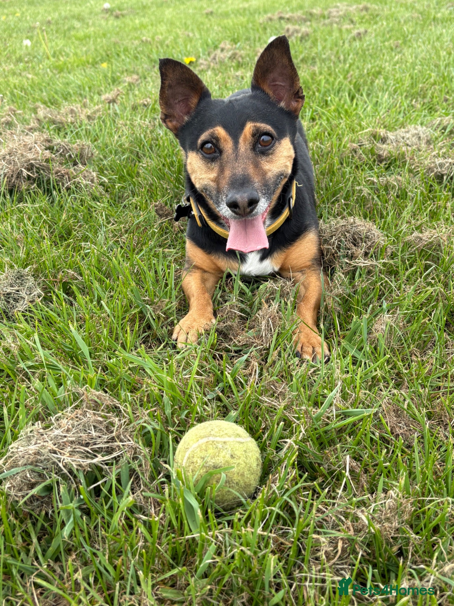 Mixed Breed dogs Sweetest ball obsessed boy  - Advert 2