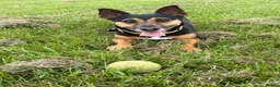 Mixed Breed dogs for sale: Sweetest ball obsessed boy  - Advert 1