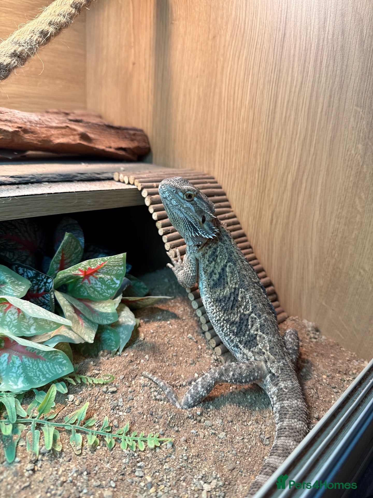 Bearded Dragon reptiles Bearded dragon  - Advert 16